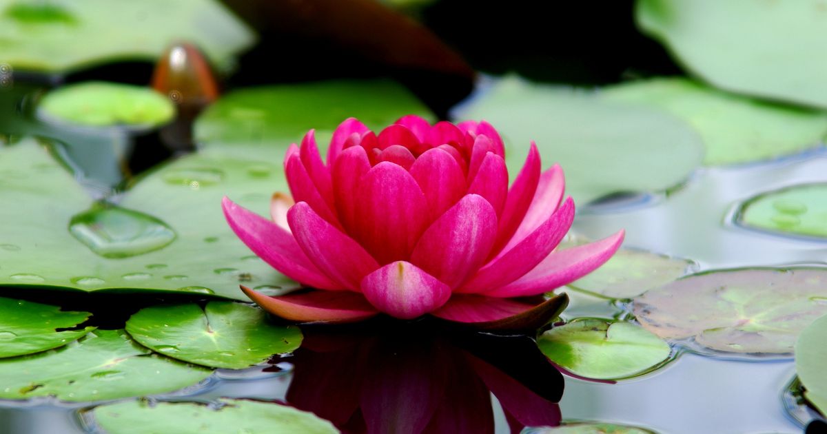 Pink lotus flower in water amongst lily pads
